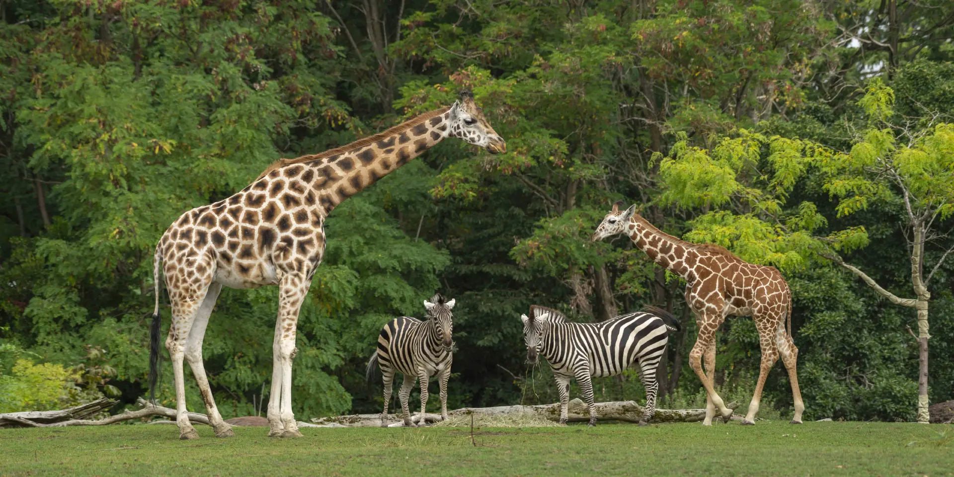 Bali Zoo